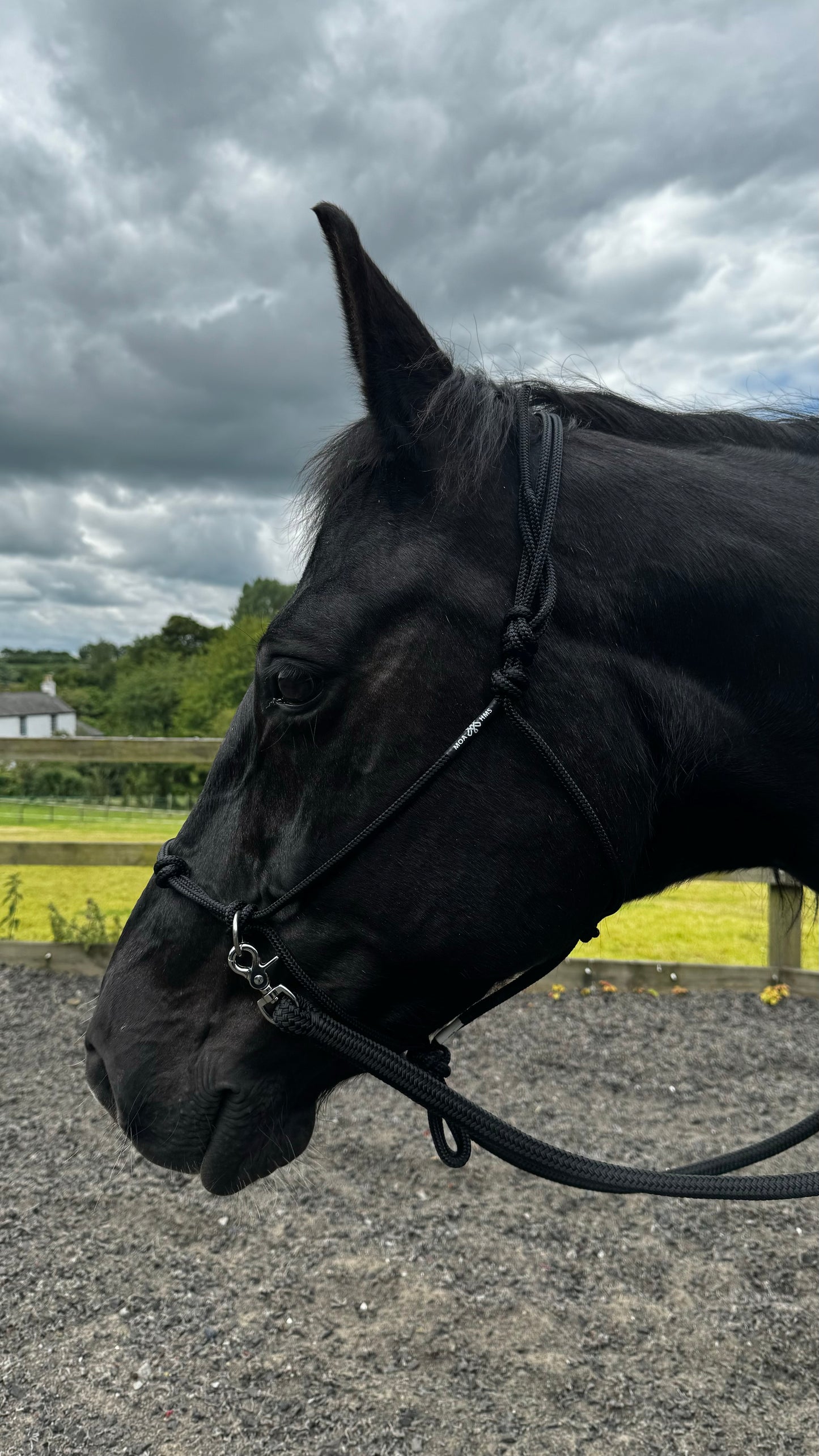 Premium MHS Bitless Halter with Reins